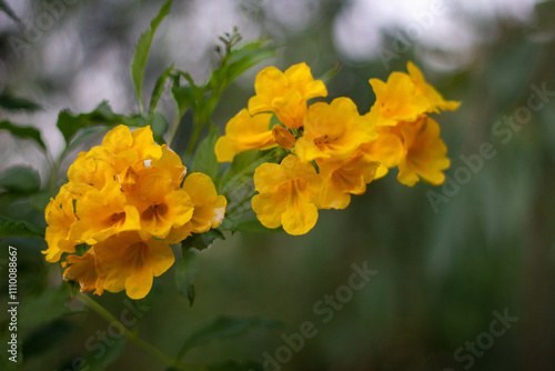 Tongurai tree is a flower of Thailand. photo