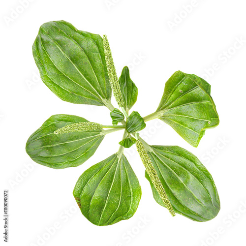 Bilde på lerret Top view of Plantago major plant isolated on transparent Canvas