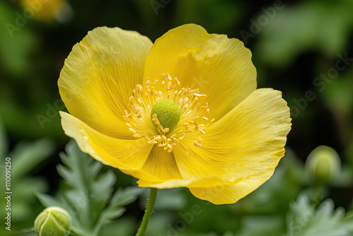 Yellow flower with smooth background