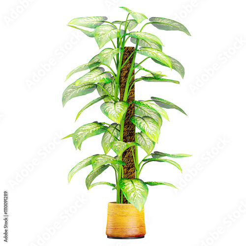 3d illustration of Dieffenbachia seguine plant in pot isolated on transparent canvas photo