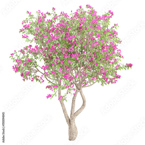 Green beautiful  Bougainvillea tree isolated on Canvas