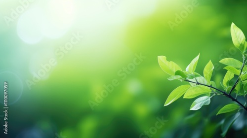 Green leaves in sunlight