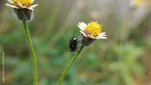 bee on a flower