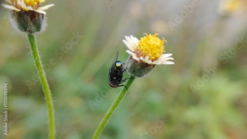 bee on a flower