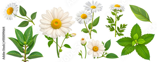 Chamomile and Mint Botanical Illustration: This meticulously detailed botanical illustration showcases the delicate beauty of chamomile flowers and the refreshing vibrancy of mint leaves.