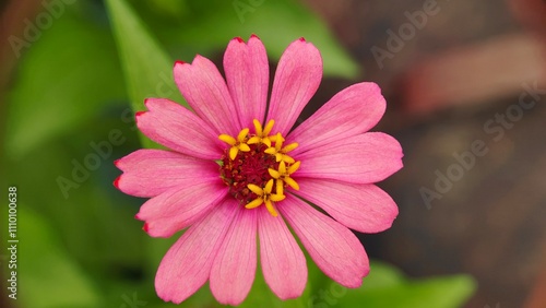 close up of pink dahlia flower