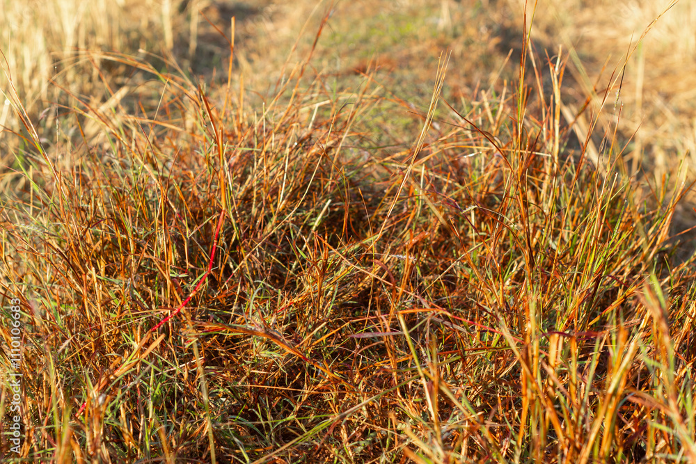 Fototapeta premium Native Thai cattle breeds