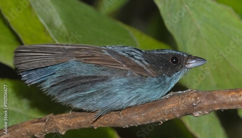 Stresemann's Bristlefront  photo