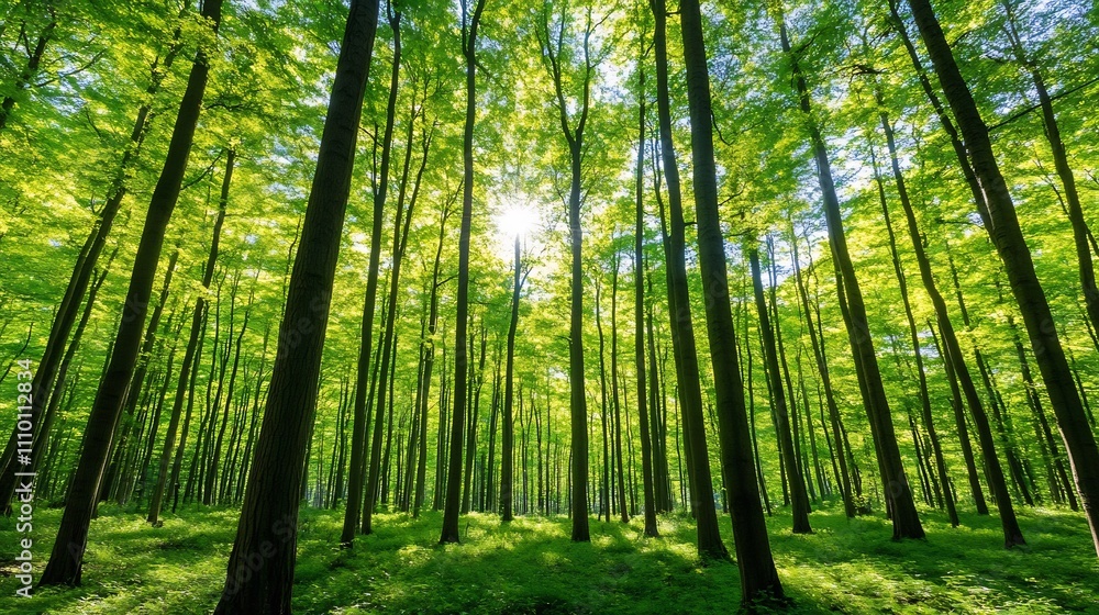 Lush Green Forest with Sunlight Streaming Through Tranquil Woodland Scenery Lush Green Forest with Sunlight Streaming Through Tranquil Woodland Scenery