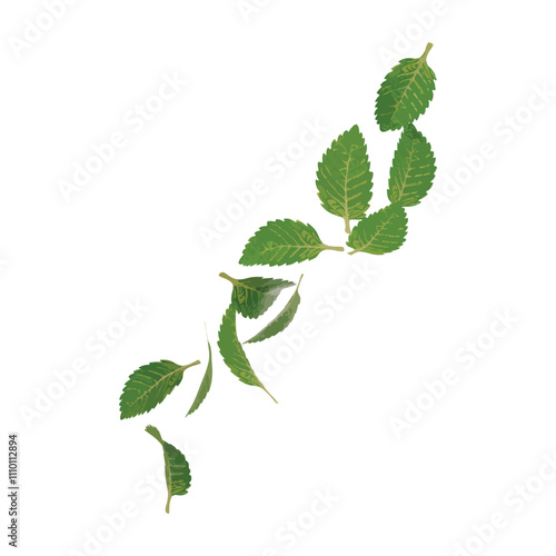 Flying leaves Green isolated on White Nature Vector Background