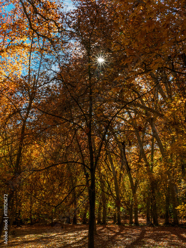 Autumn landscape with large trees and sun as a star in the forest.