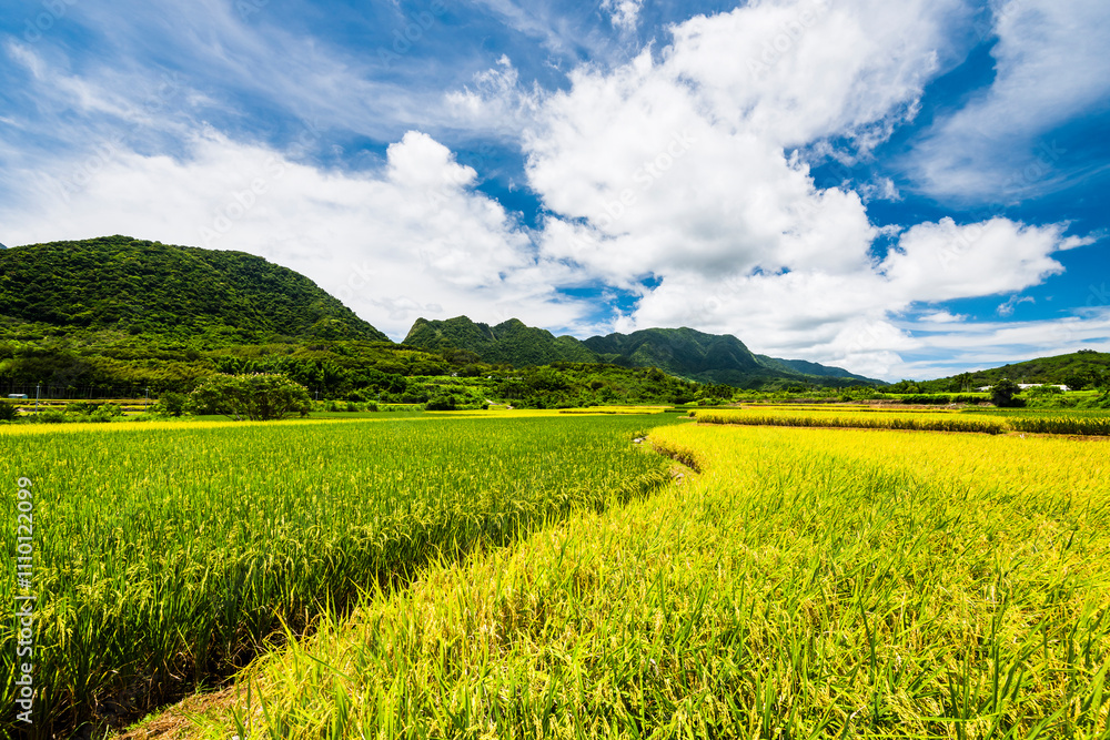 Fototapeta premium A large area of rice fields with mountains under the blue sky in Fuli of Hualien, Taiwan.