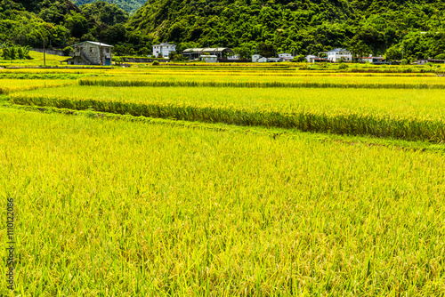 Rice crop fields with mountains background in Hualien, Taiwan. photo