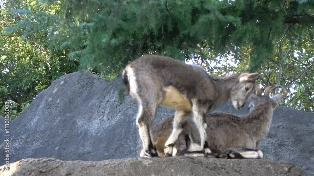 動物園の動物 動物園の動物