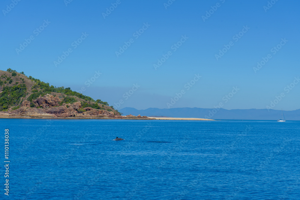 Enjoy the tranquility of a coastal landscape with a dolphin in clear blue waters and nature Enjoy the tranquility of a coastal landscape with a dolphin in clear blue waters and nature