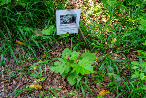 Stinging tree leaves (Gympie Gympie), QLD, Australia
