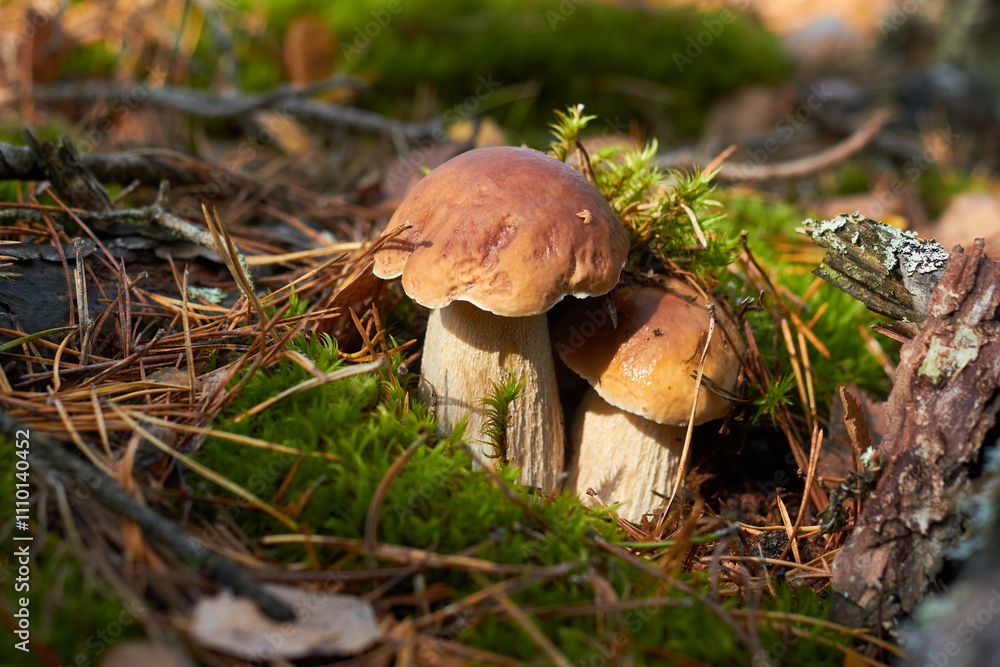 Fototapeta premium A pair of white mushrooms (Boletus edulis) on the forest floor among moss, green grass and fallen leaves.