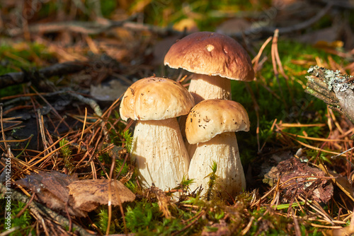 Three white mushrooms (Boletus edulis) on the forest floor among moss, green grass and fallen leaves.