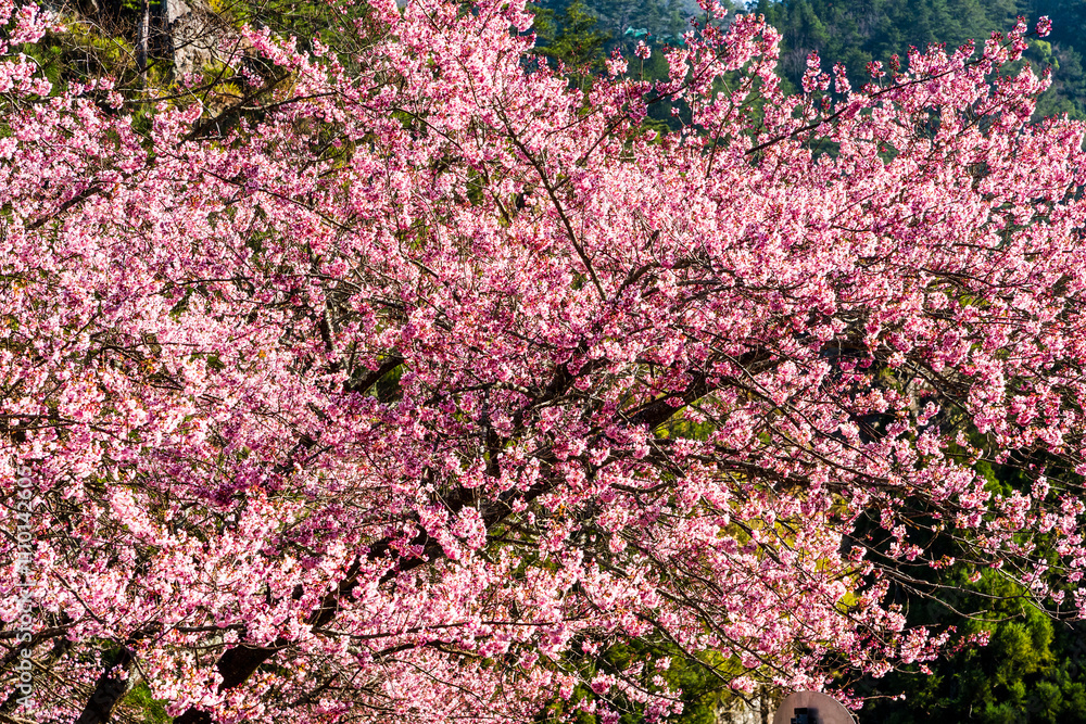 Landscape of pink cherry blossoms at the Sakura gardens of Wuling Farm in Taichung Shei-Pa National Park, Taiwan. Landscape of pink cherry blossoms at the Sakura gardens of Wuling Farm in Taichung Shei-Pa National Park, Taiwan.