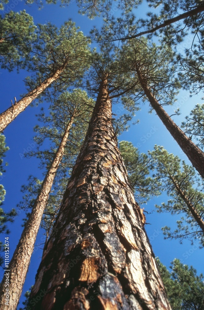 Fototapeta premium Majestic Pines
