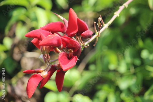 close up of red dadap flower or erythrina crista galli flower in bloom photo