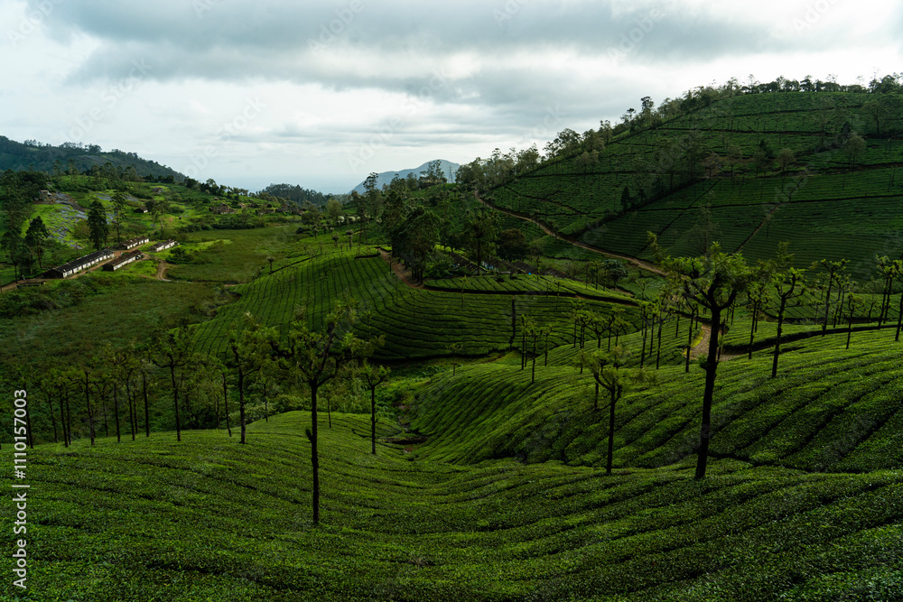 Terraced Tea Gardens of Valparai Terraced Tea Gardens of Valparai