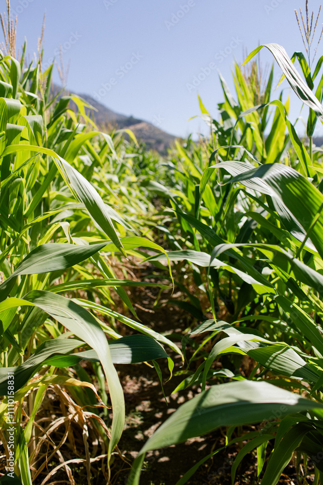 Sunlit cornfield with green stalks and a clear blue sky Sunlit cornfield with green stalks and a clear blue sky