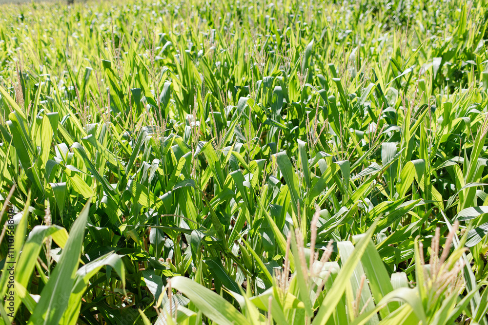 A lush, sunlit field of green corn plants with visible stalks A lush, sunlit field of green corn plants with visible stalks