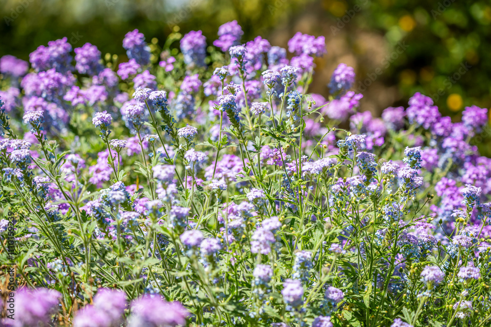 Obraz premium Field with colorful Wildflowers in Tucson, Arizona