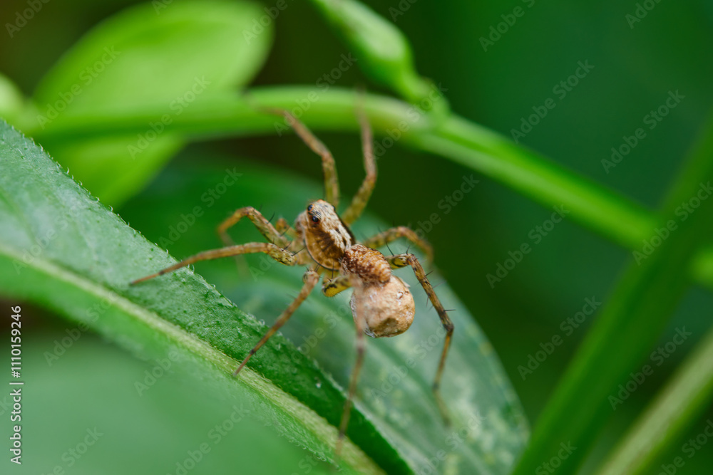 Close-up view of spider on leaves Close-up view of spider on leaves