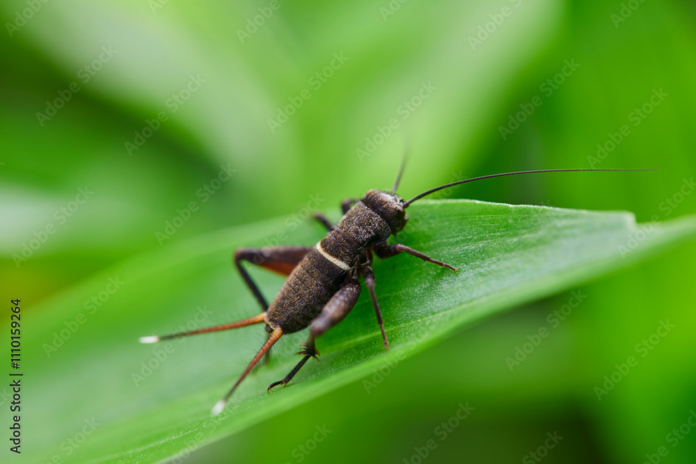 Close-up view of cricket on leaf Close-up view of cricket on leaf