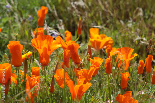 Cluster of Natural Orange Poppies In Rare California Super bloom photo