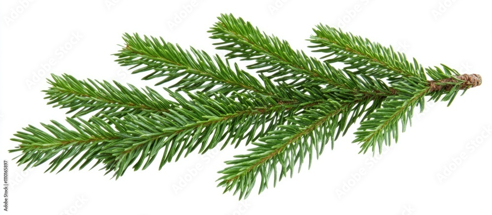 Fresh Green Fir Tree Branch Isolated on White Background for Holiday and Christmas Decoration Concepts Fresh Green Fir Tree Branch Isolated on White Background for Holiday and Christmas Decoration Concepts