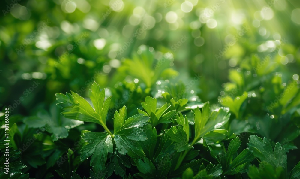Fresh green parsley leaves, close-up view. Organic herbs and culinary ingredients concept Fresh green parsley leaves, close-up view. Organic herbs and culinary ingredients concept