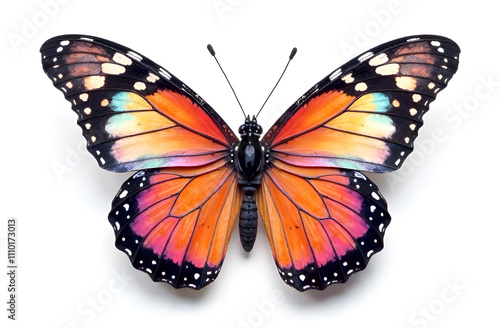 Beautiful multicolored butterfly on a white background