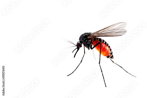 Macro shot of housefly/mosquito insect isolated on transparent background photo