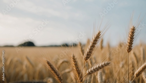 Harvesting the golden bounty of natures fields.