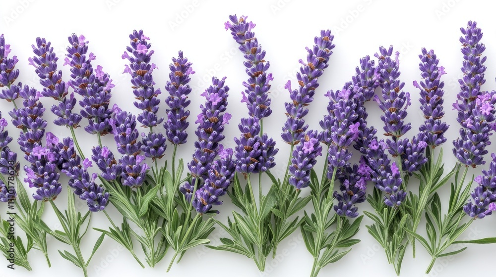 Naklejka premium Lavender flowers in full bloom arranged on a white background showcasing their vibrant purple beauty and lush green foliage