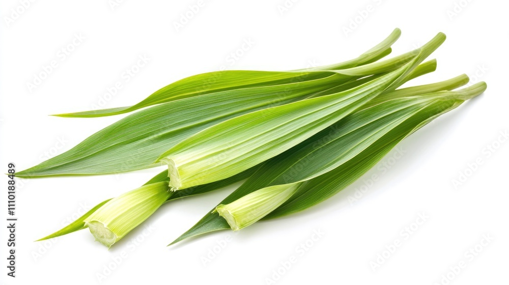 Fresh greater plantain leaves isolated on white background showcasing vibrant green color and unique texture ideal for culinary and herbal uses. Fresh greater plantain leaves isolated on white background showcasing vibrant green color and unique texture ideal for culinary and herbal uses.