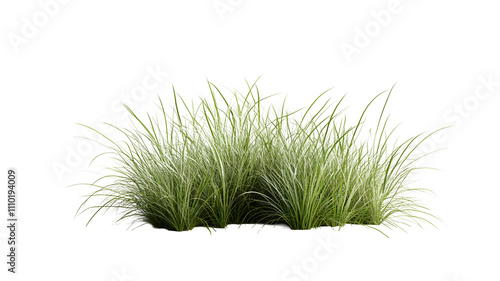 A cluster of lush green grass.