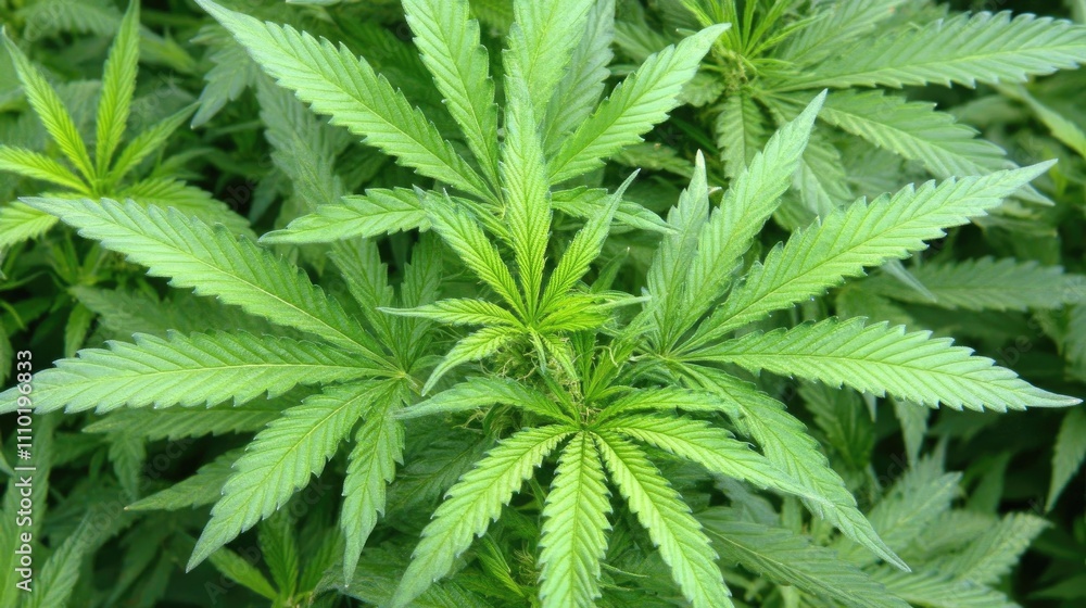 Lush green hemp plants thriving in a vibrant industrial plantation setting showcasing agricultural growth and sustainability. Lush green hemp plants thriving in a vibrant industrial plantation setting showcasing agricultural growth and sustainability.