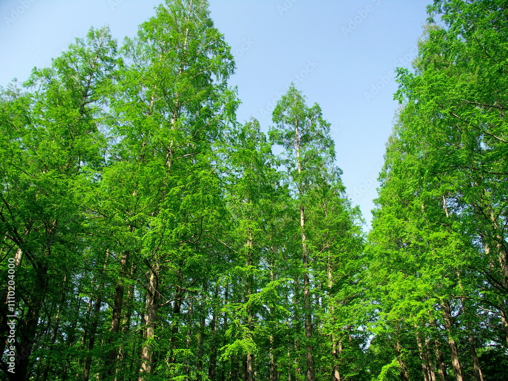 Fototapeta premium 春の水元公園の新緑のメタセコイア林風景