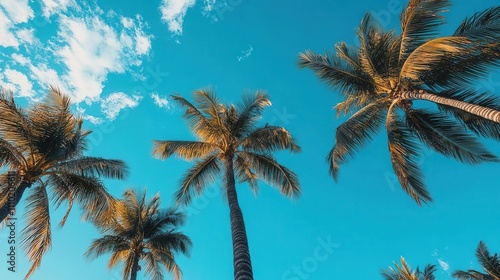 A travel image showing blue sky with palm trees
