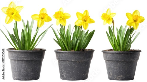 Wallpaper Mural Potted blooming yellow daffodils arranged in three black pots showcasing vibrant spring beauty against a clean white backdrop Torontodigital.ca