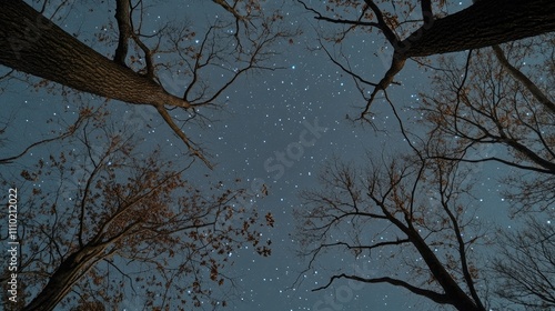 Starry Night Sky Over Leafless Trees in a Dark Forest Wilderness photo