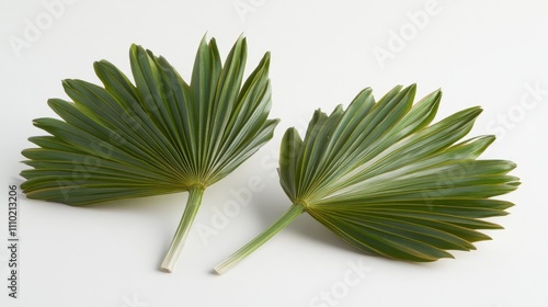 Palm leaves on a white background showcasing their vibrant green color and unique fan shape for botanical or natural designs. photo