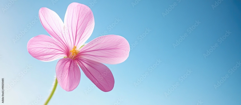 Pink oxalis flower with delicate petals on a serene blue background ideal for romantic themes and greeting cards with space for text Pink oxalis flower with delicate petals on a serene blue background ideal for romantic themes and greeting cards with space for text