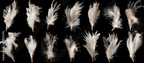 Wallpaper Mural Montage of delicate white feathery plumes against a black background showcasing intricate textures and designs Torontodigital.ca