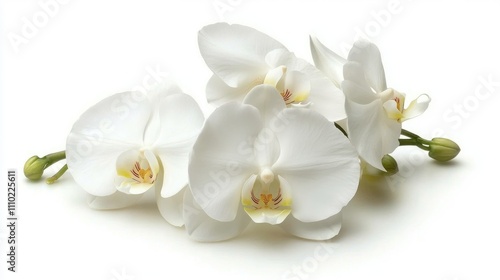 Elegant White Phalaenopsis Orchids on a Soft White Background for Floral Decor and Botanical Illustrations