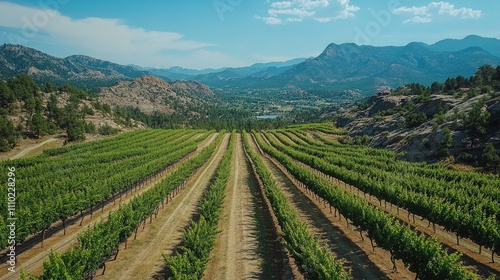 Aerial view of lush vineyards stretching across rolling hills under a clear blue sky in a scenic wine region landscape.